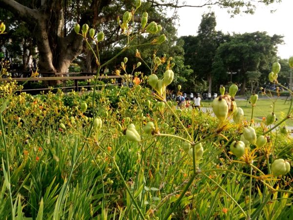 p_IMG_20150712_172109