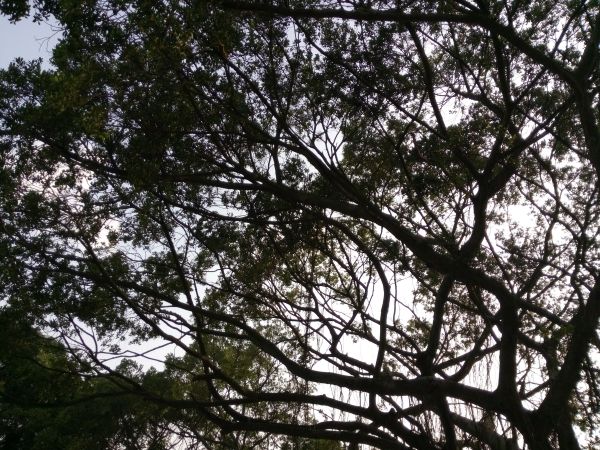 p_IMG_20150712_172129