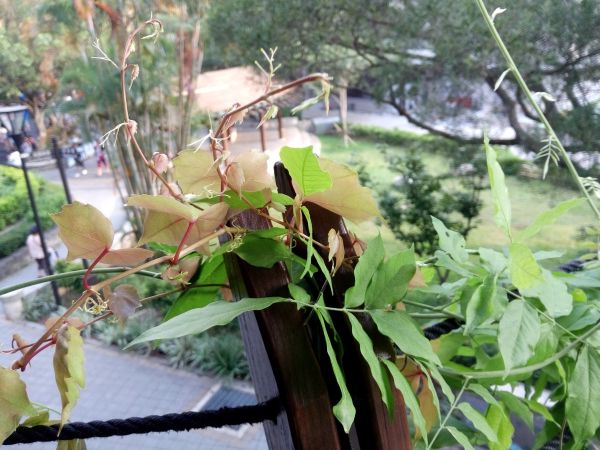 p_IMG_20150712_173302