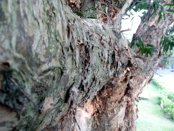 p_IMG_20150712_173409