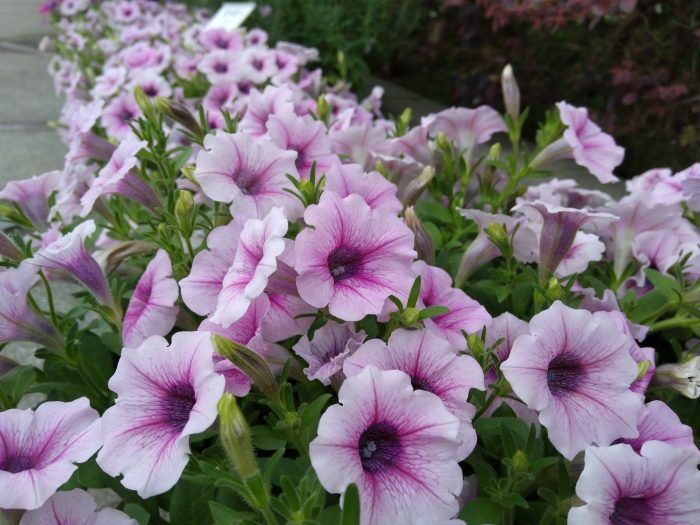 IMG_20160521_164843644