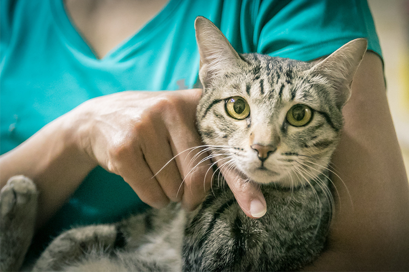 2018 （107 年）各縣市犬貓絕育補助懶人包，記得幫家中結紮的毛小孩申請哦