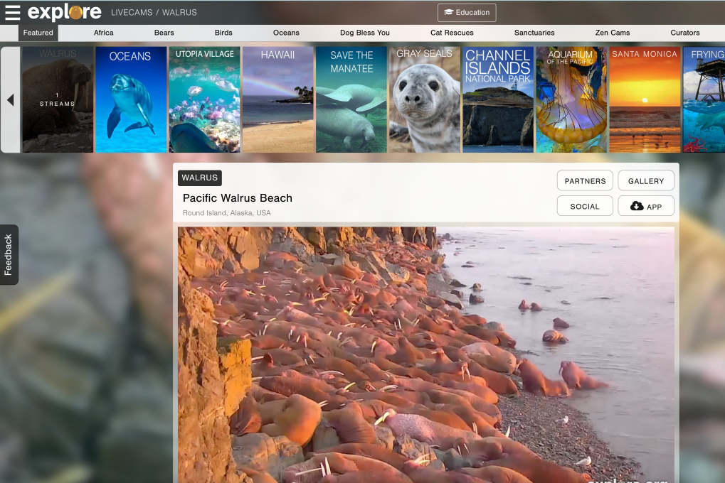 Explore - 直播世界各地的動物畫面，有些是在真正的大自然畫面