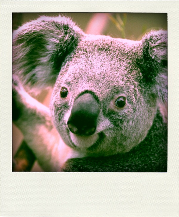 Koala-pola